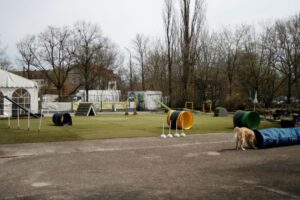 Petzis Hundetraining