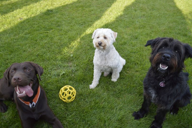 Hundbedingt Trainieren