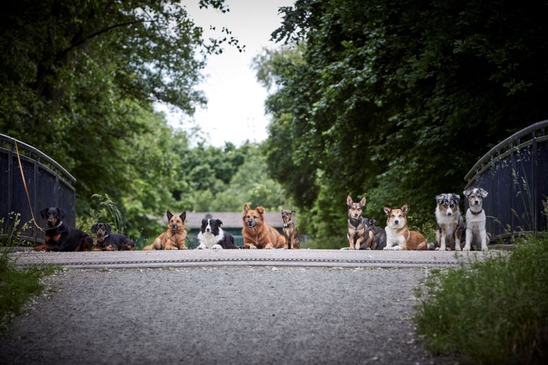Hundeschule Paradogs