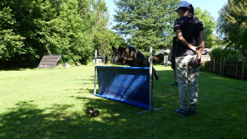 Hundeschule D@gnition
