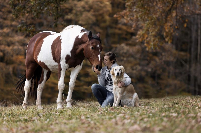 Hundetraining on Tour