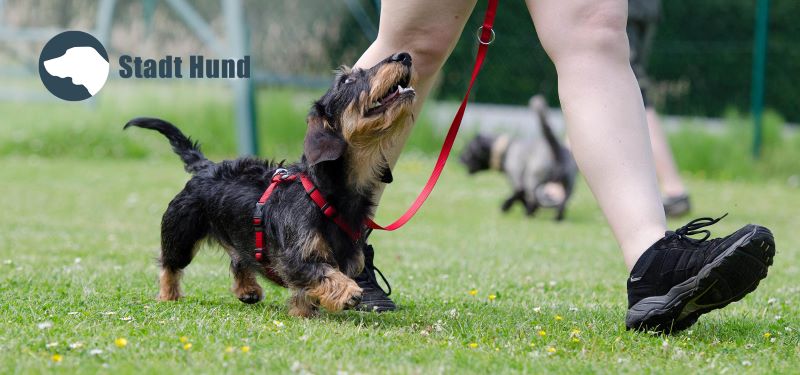 Hundeschule Stadt Hund