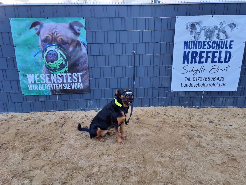 Hundeschule Krefeld