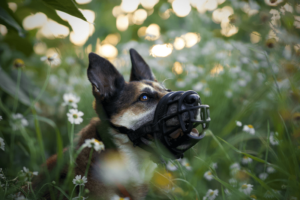 Natürlich Hund Halle
