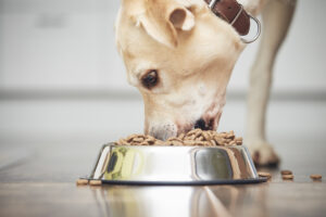 Hund am essen