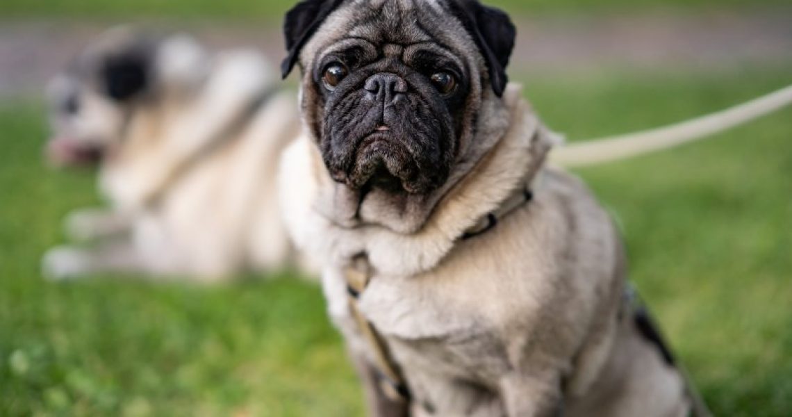 Hund Mops im Park