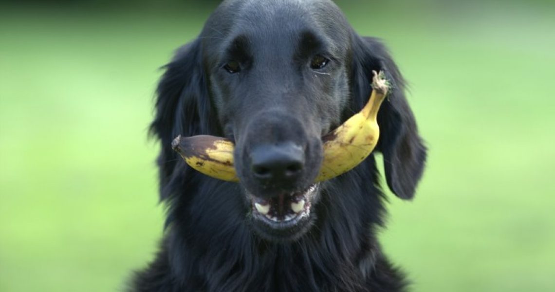 Ein Hund hat eine Banane im Maul