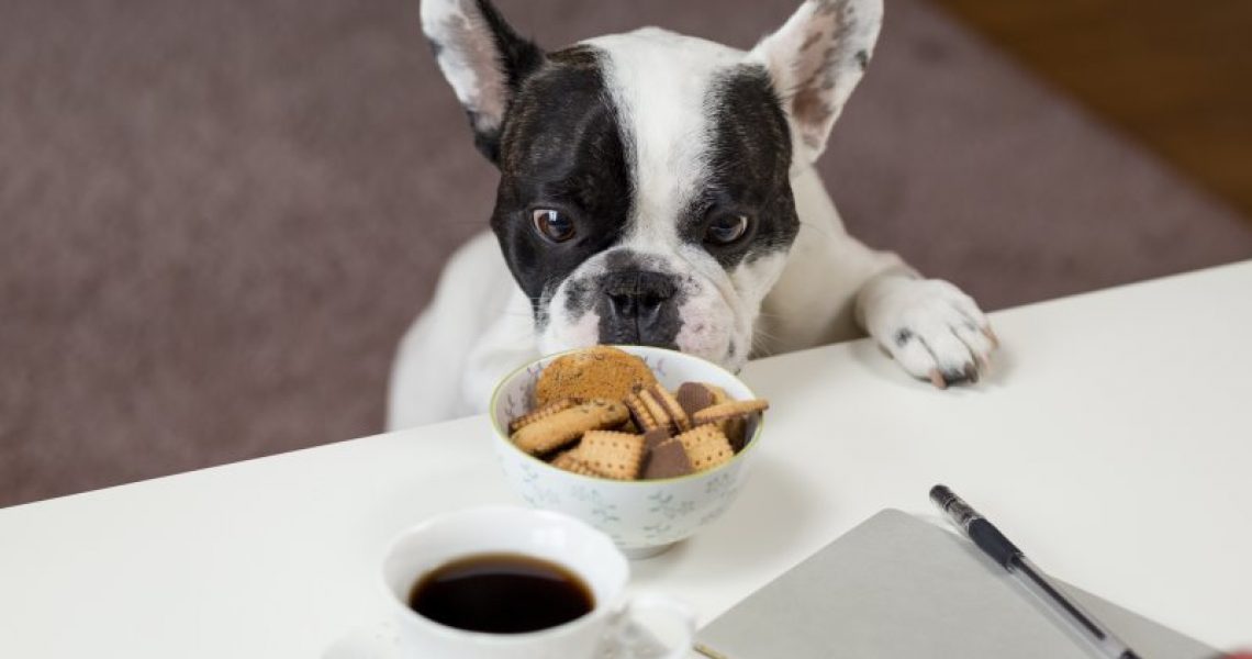 Ein Hund schaut Kekse an, die auf einem Tisch stehen,