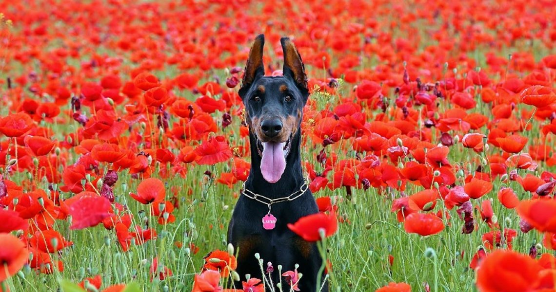 Dürfen Hunde Mohn essen