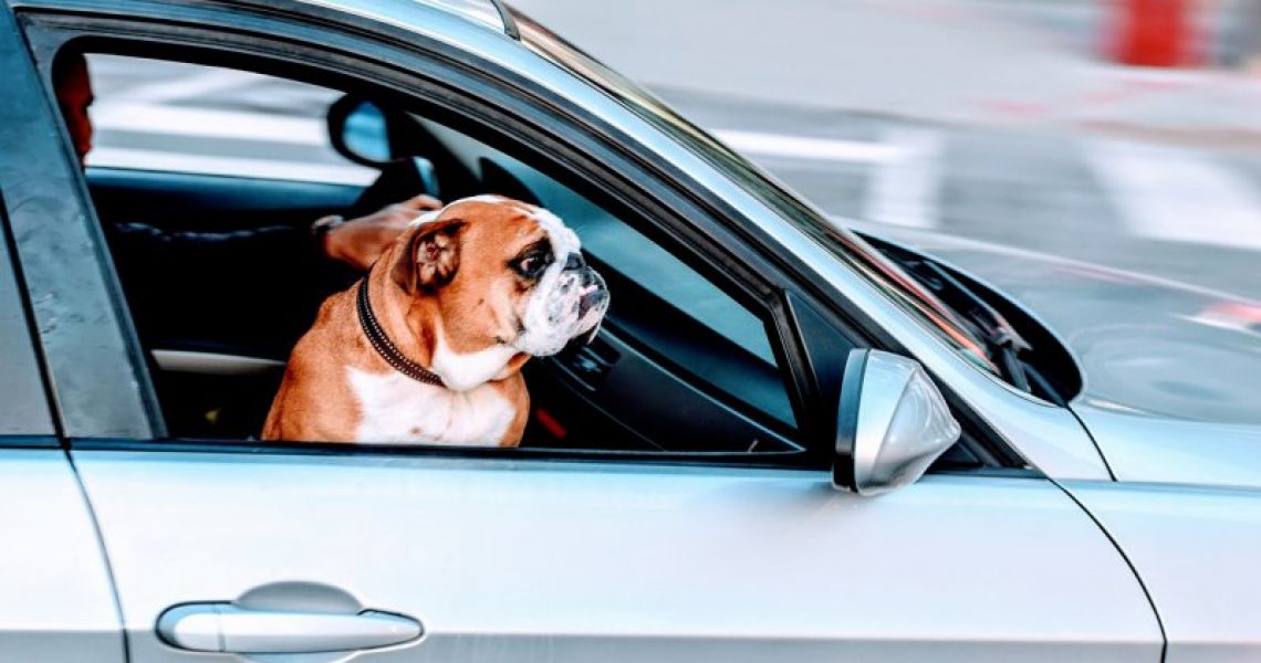 Urlaub mit Hund in Dänemark