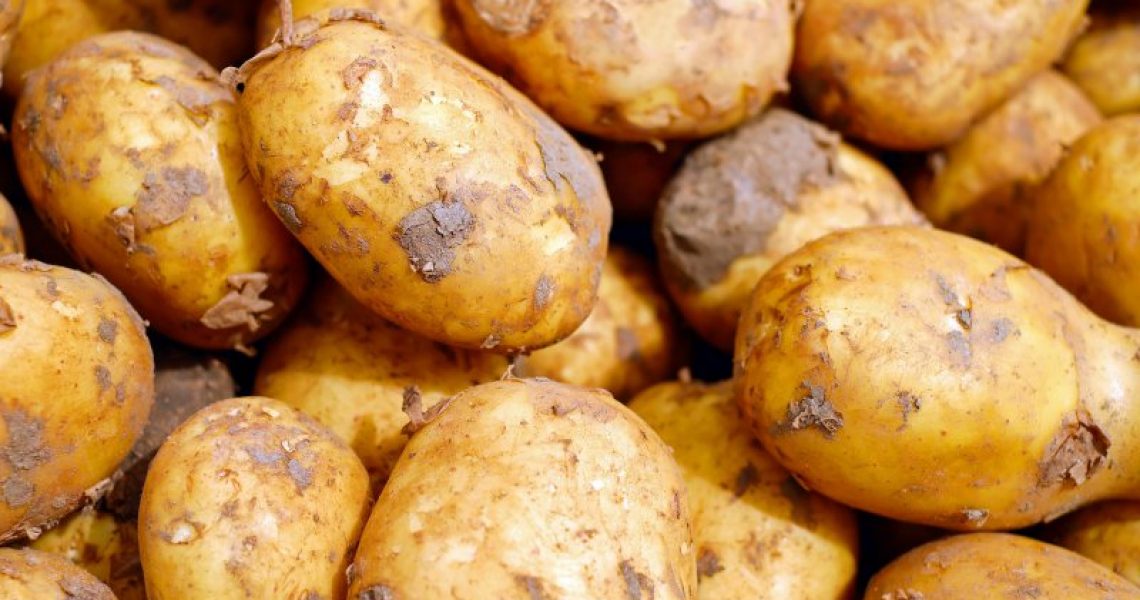 Dürfen Hunde Kartoffeln essen?