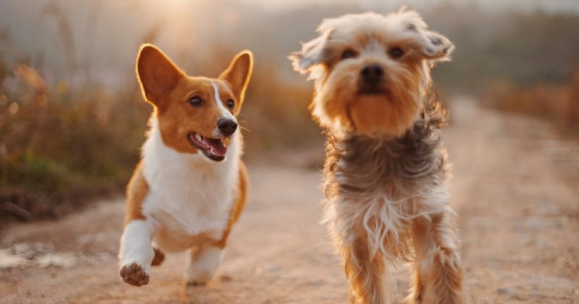 Vitamine für Hunde