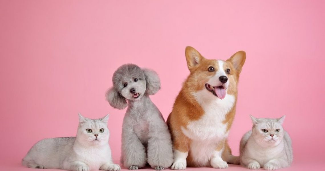 Hunde und Katzen, eine gute Idee?