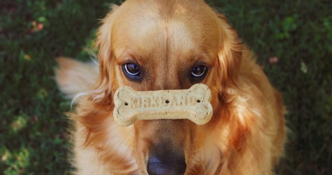 Hund mit Hundekeks auf der Nase