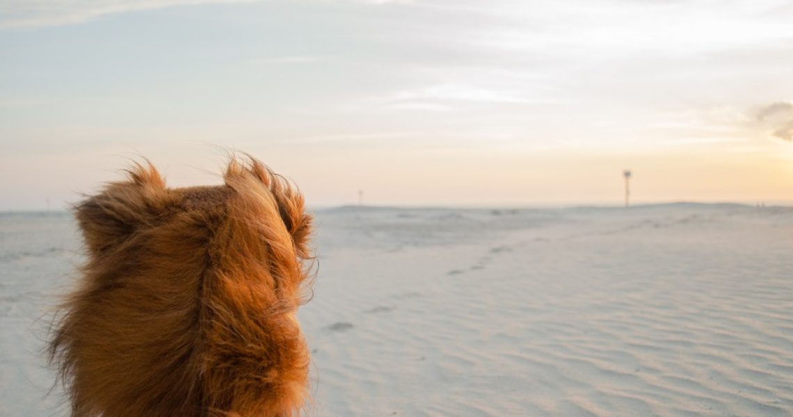 Hund am Strand Sonnenuntergang