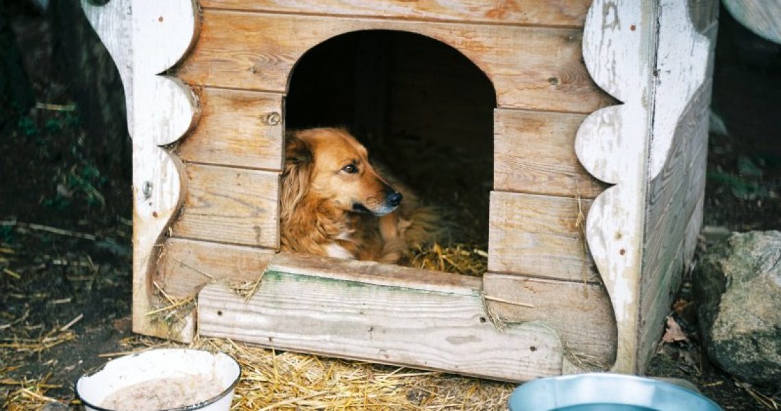 Hundezwinger aus Holz