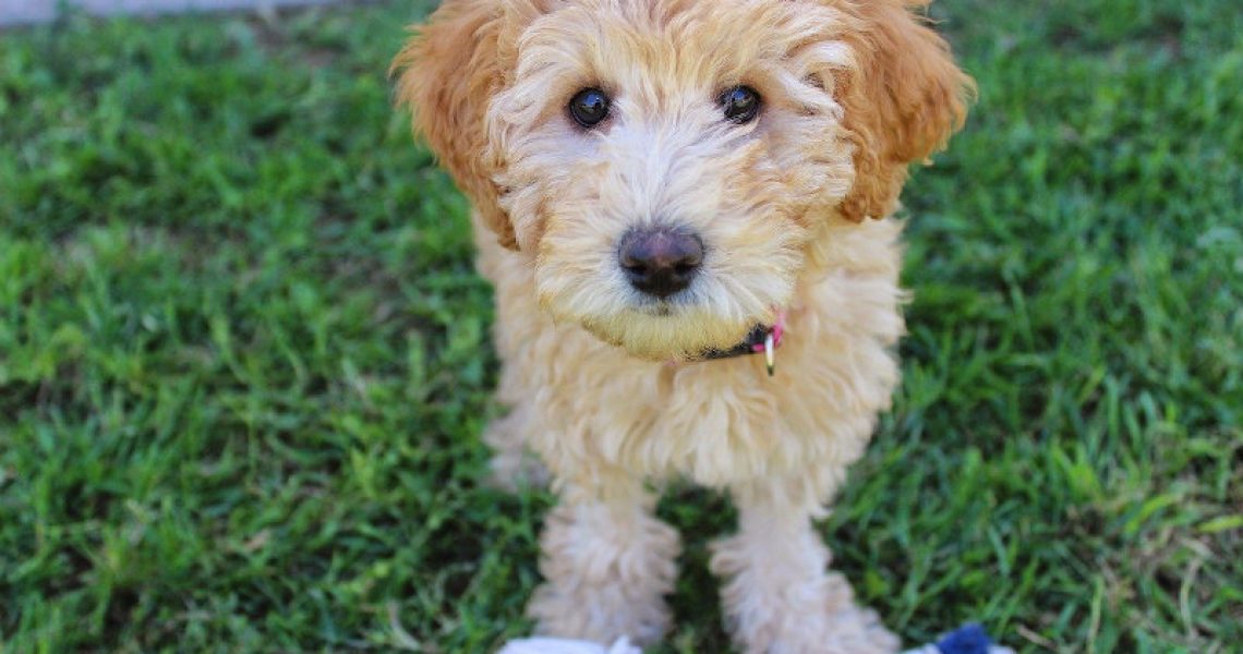 Auch der Labradoodle gehört den Designerhunden an