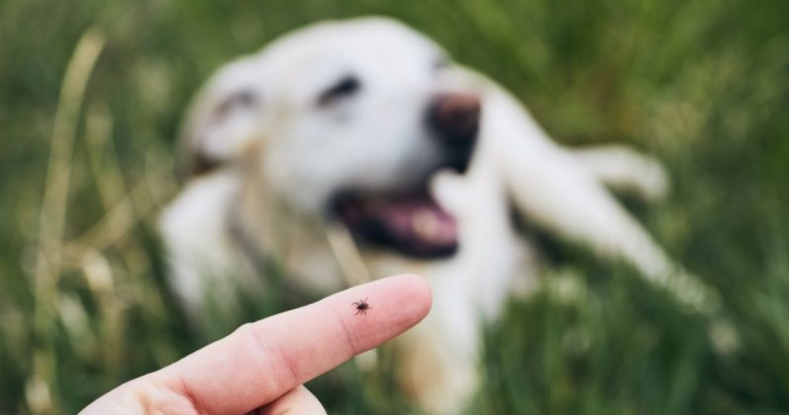 Wuermer und Zecken bei einem Hund