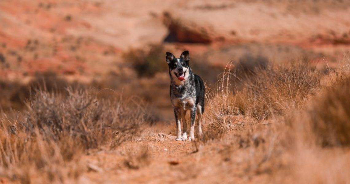 Australische Hunderassen im Outback