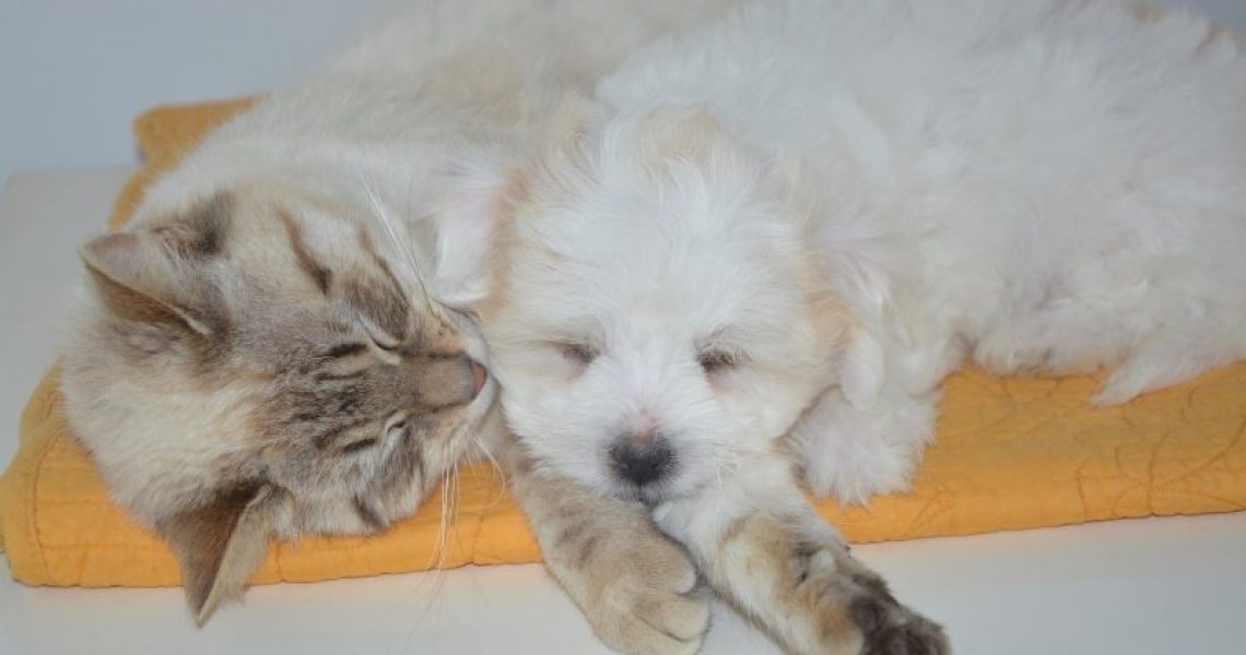 Beitragsbild: Katze an Welpen gewöhnen