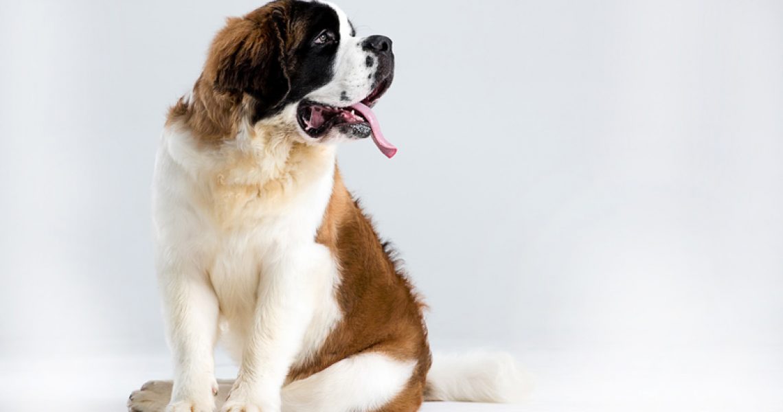 Sitzender Bernhardiner