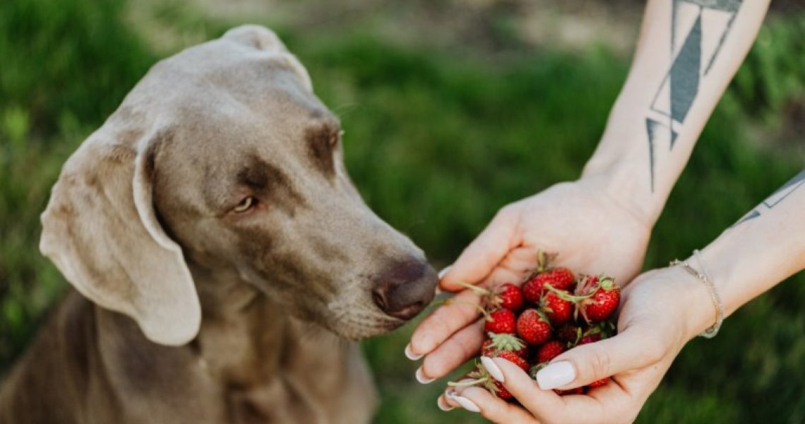 Dürfen Hunde Erdbeeren essen