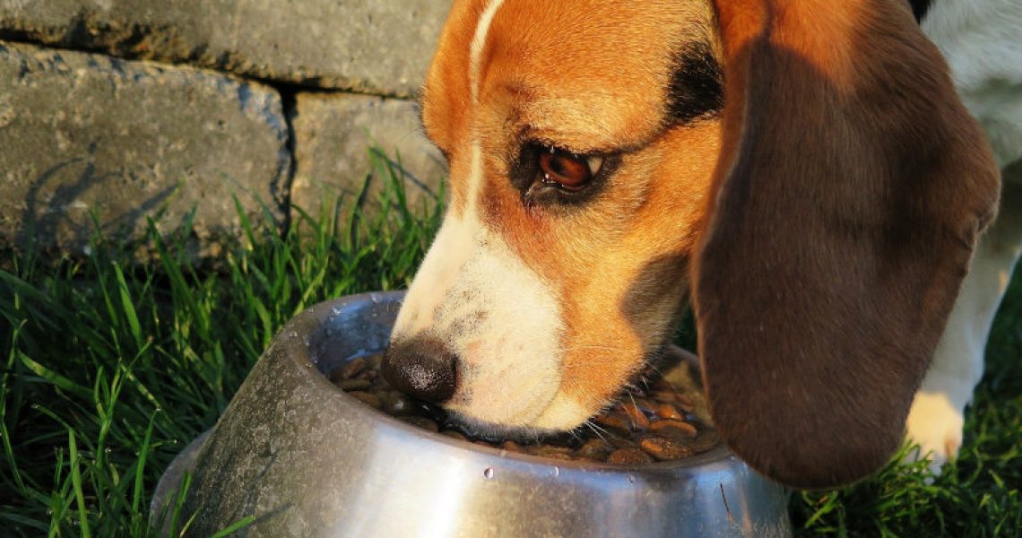 Hund isst aus einem Napf