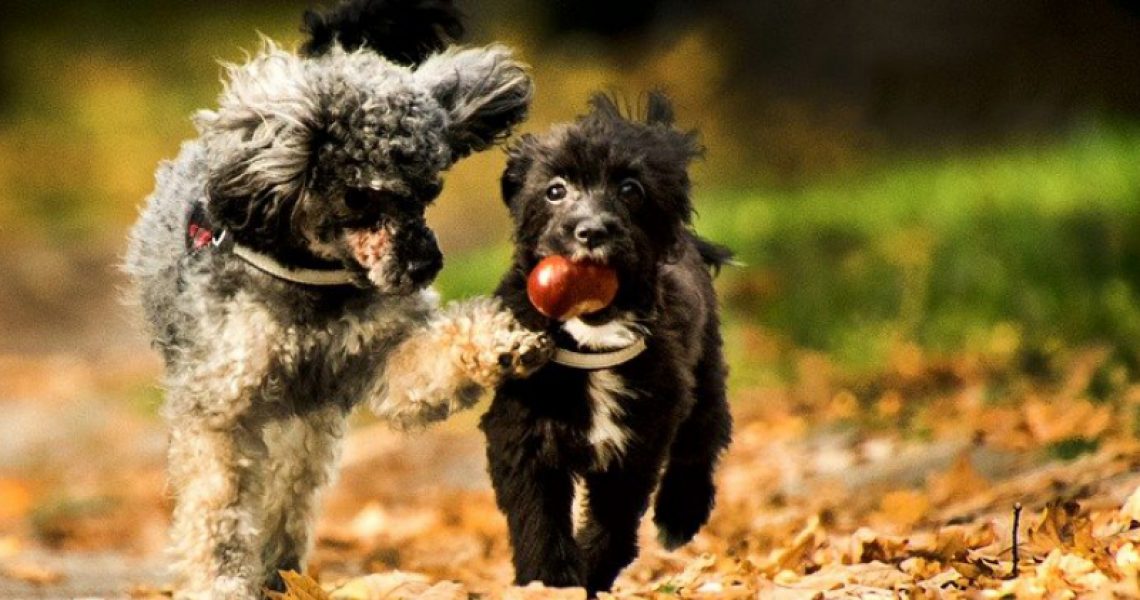 Dürfen Hunde Kastanien fressen
