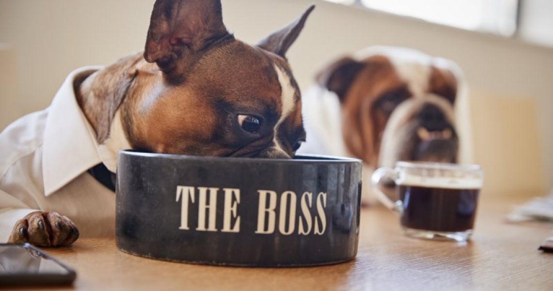 Dürfen Hunde Reis essen? Beitragsbild