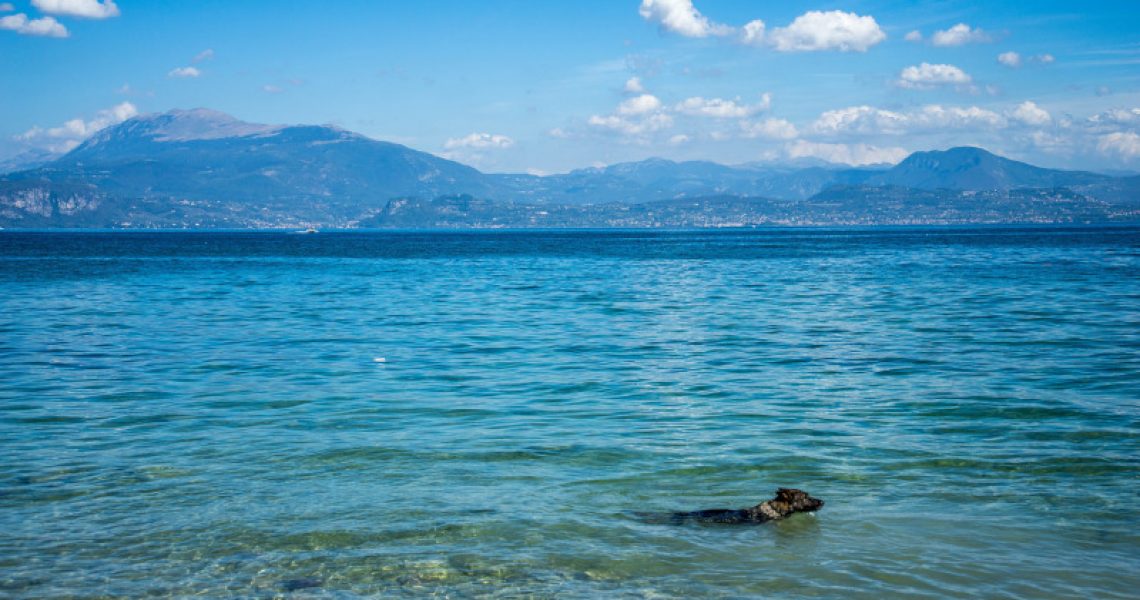 Hund schwimmt durch den Gardasee.