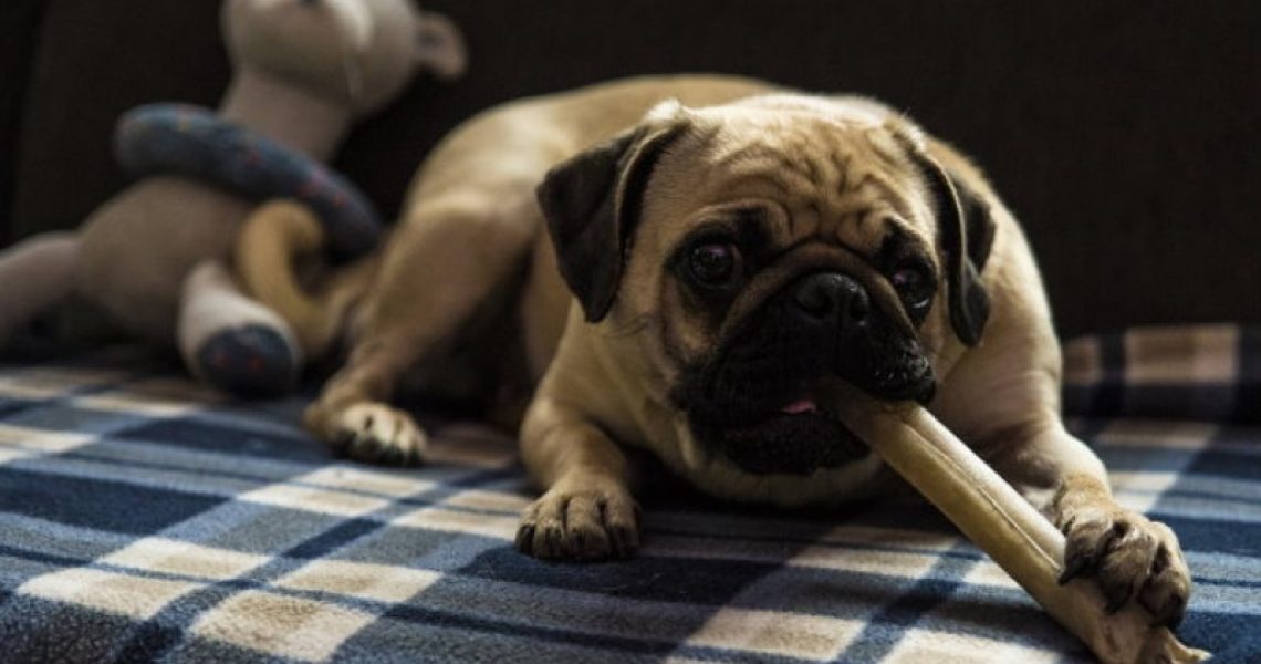 Hund mit Kausnack