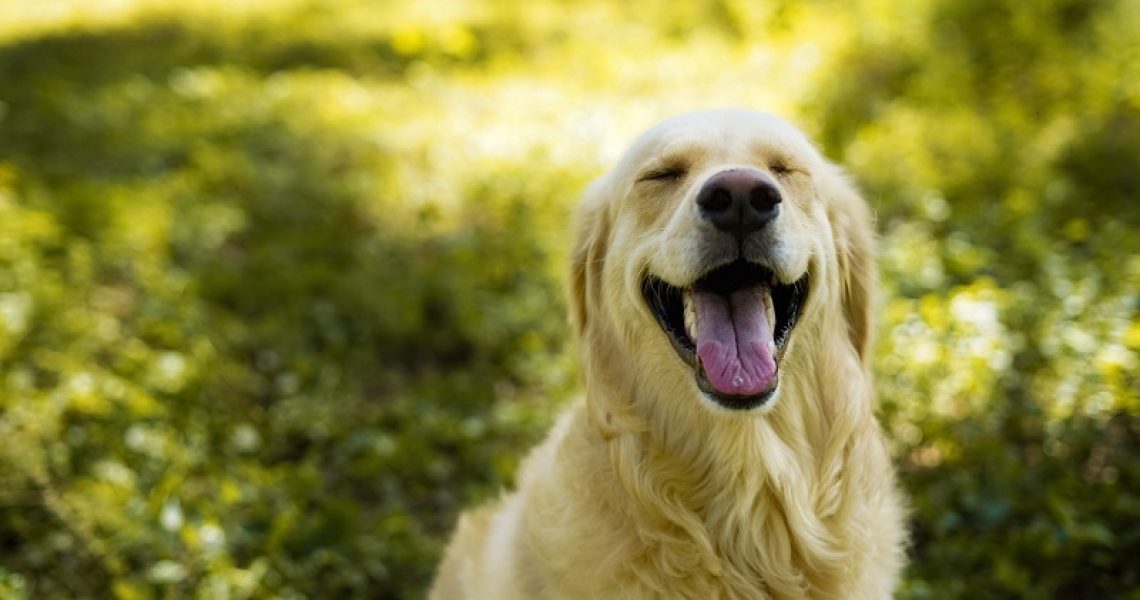 Golden Retriever sitzt auf einer Wiese