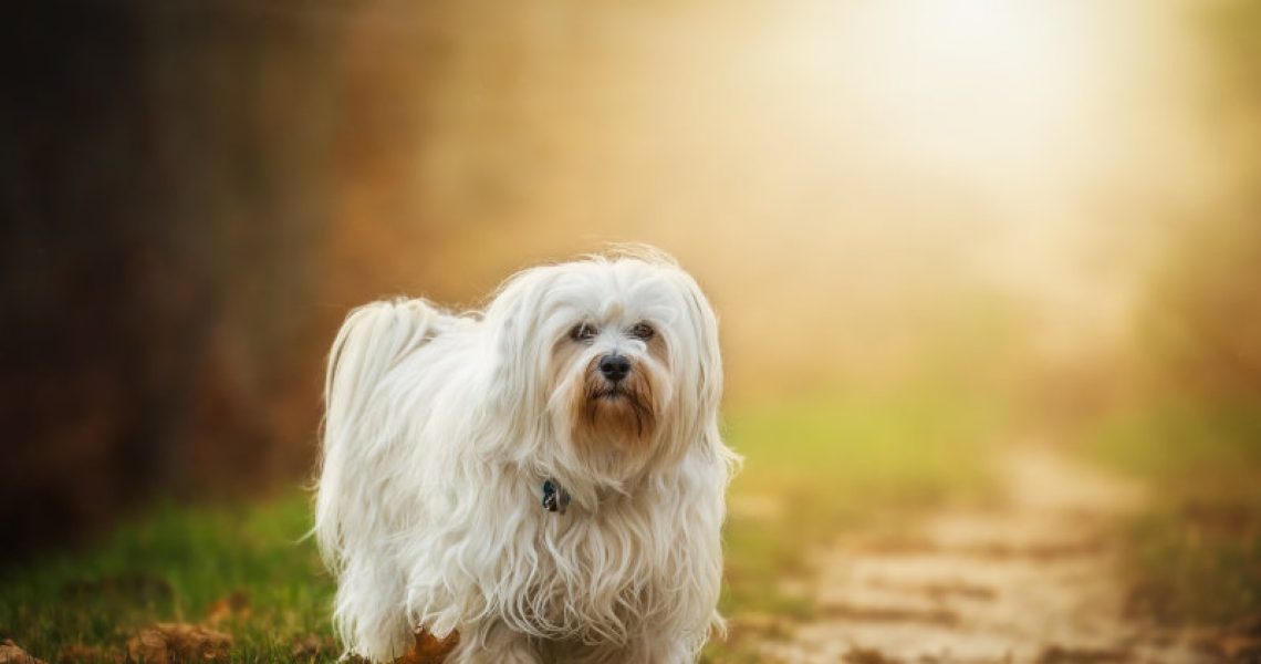 Havaneser nicht haarender Hund