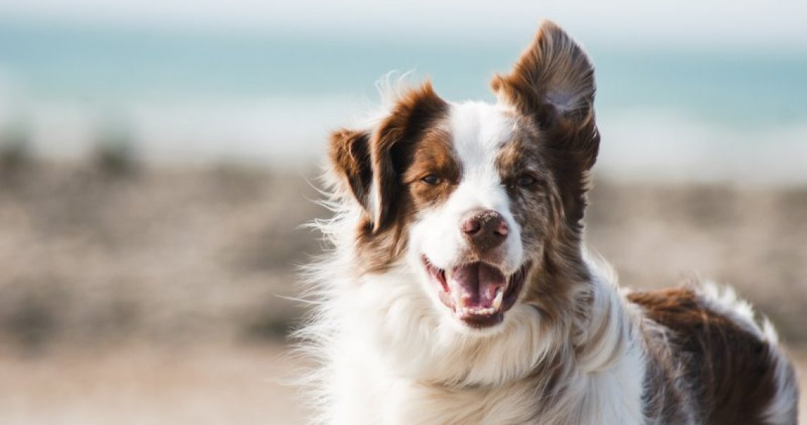 Hunde adoptieren