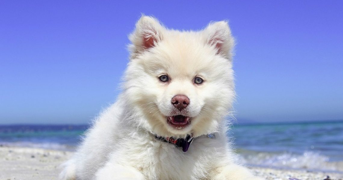 Hund am Hundestrand
