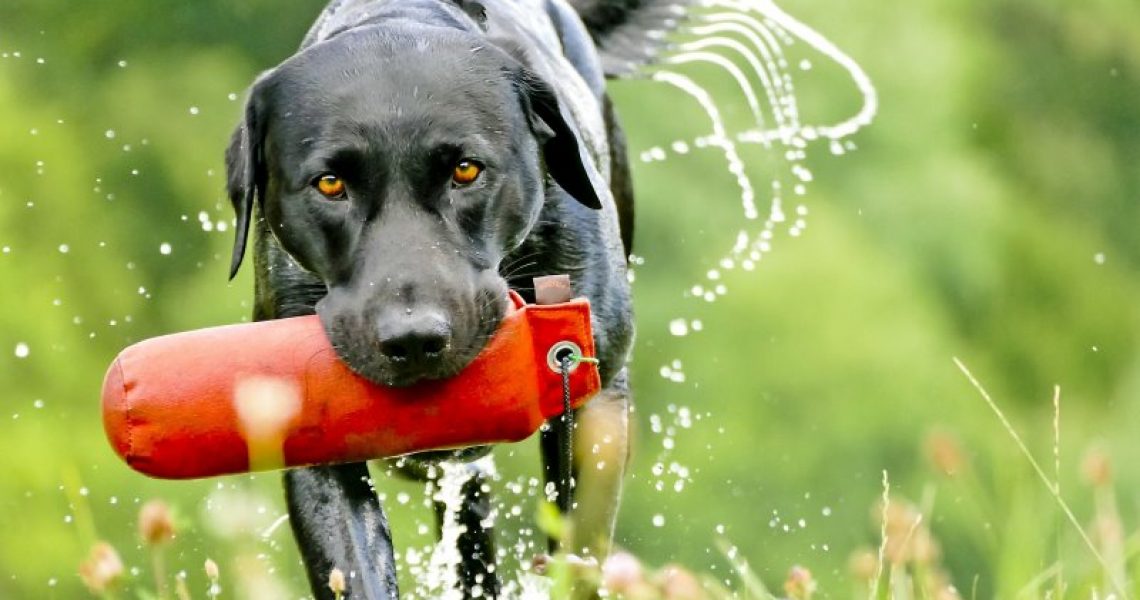 Hund Apportieren beibringen