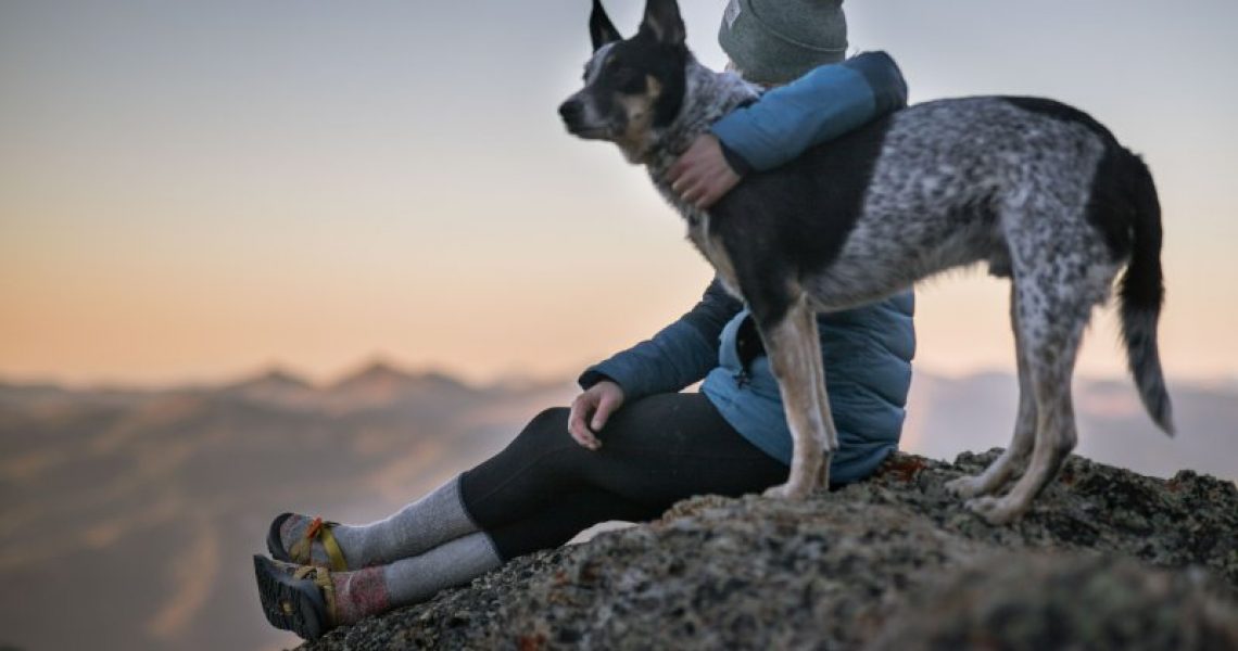 Hund auf einem Berg