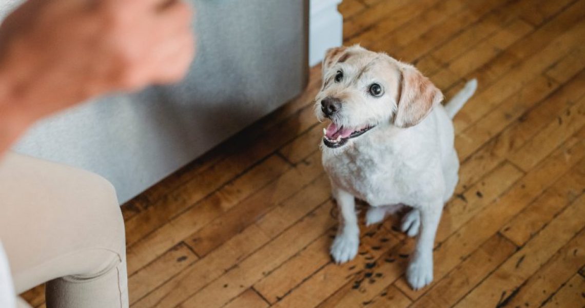 Hund in der Urlaubsbetreuung