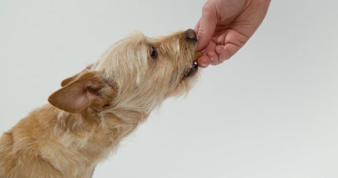 Zwieback an Hunde verfüttern