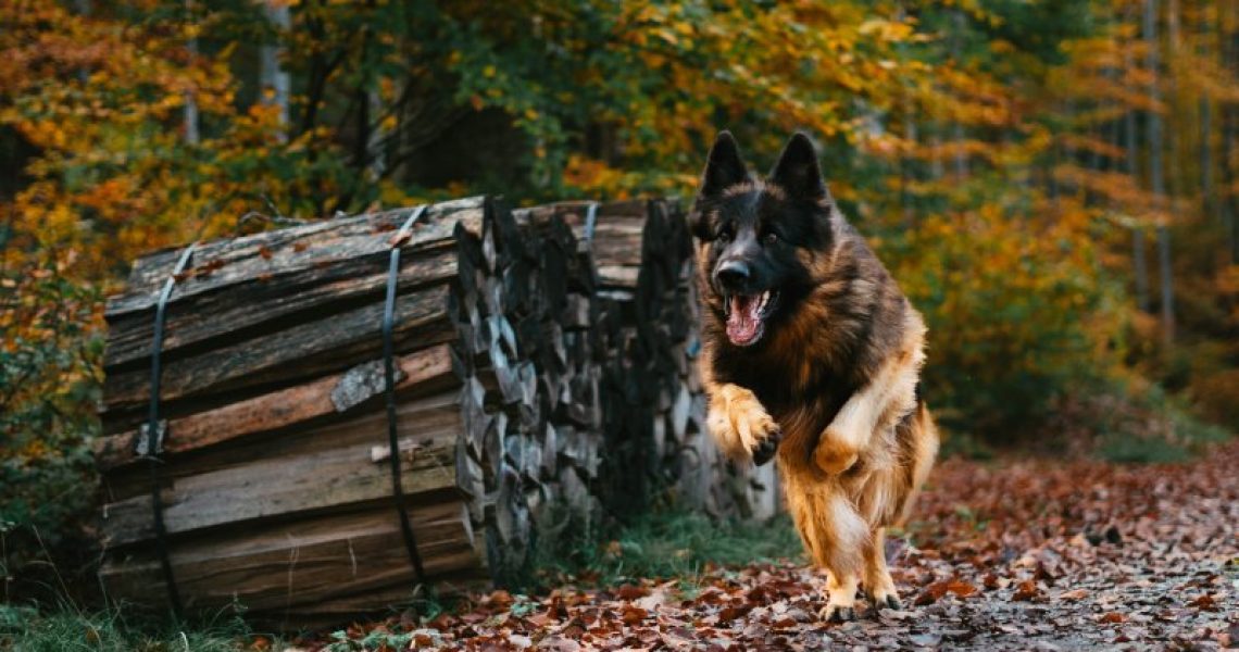 hund-hört-auf-rückruf