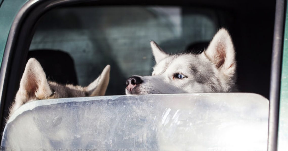 Zwei Hunde im Auto