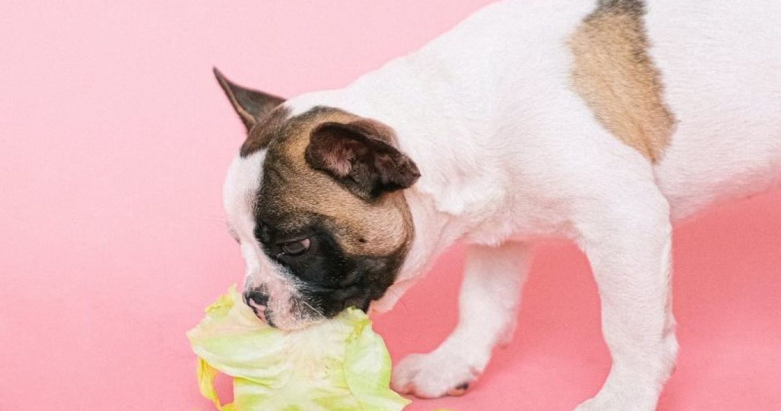 Hund, der Kohl ist.