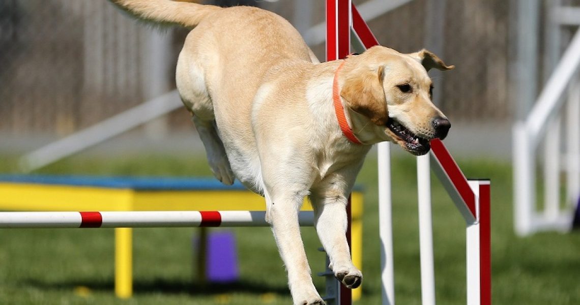 Hund beim Agility