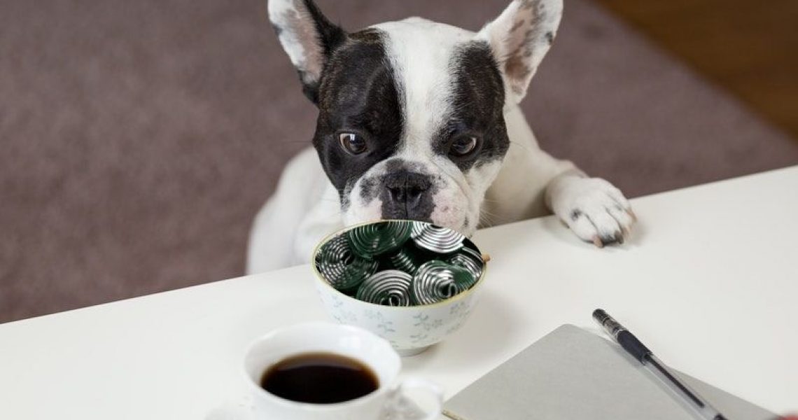 Hund starrt auf Lakritz auf dem Tisch
