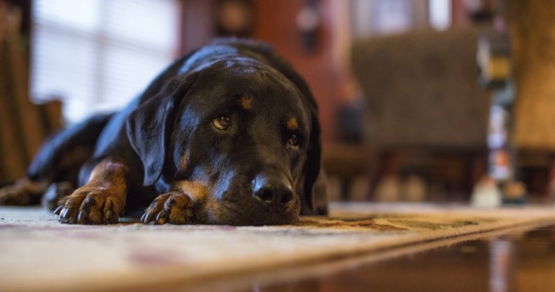 trauriger Hund braucht Morosche Karottensuppe