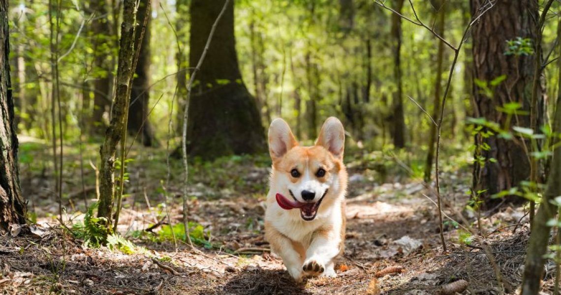 Hund läuft durch Wald