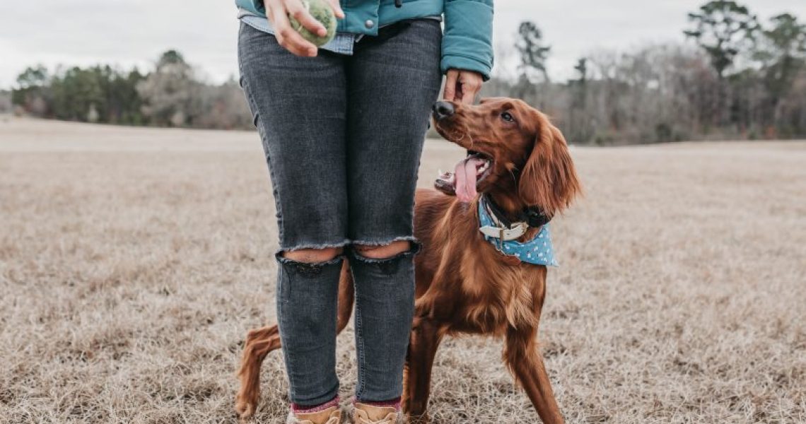 Hund schaut zu seiner Besitzerin auf