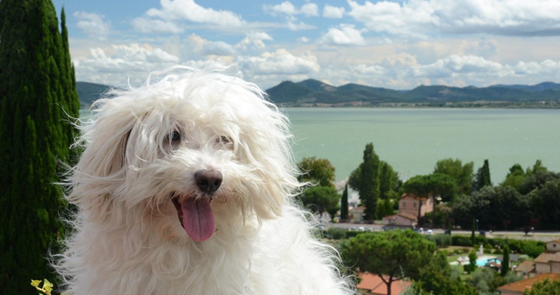 Bologneser am See