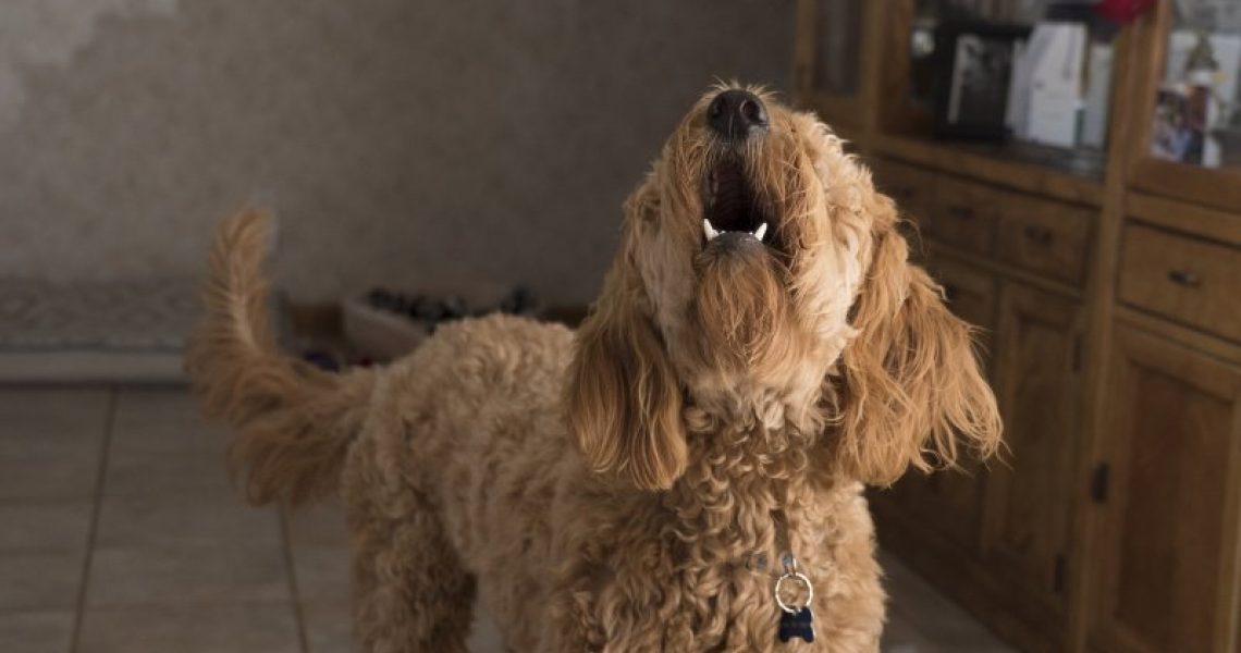 Jaulender mittelgroßer brauner Hund