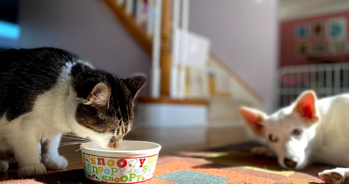Katze trinkt Katzenmilch mit Hund im Hintergrund